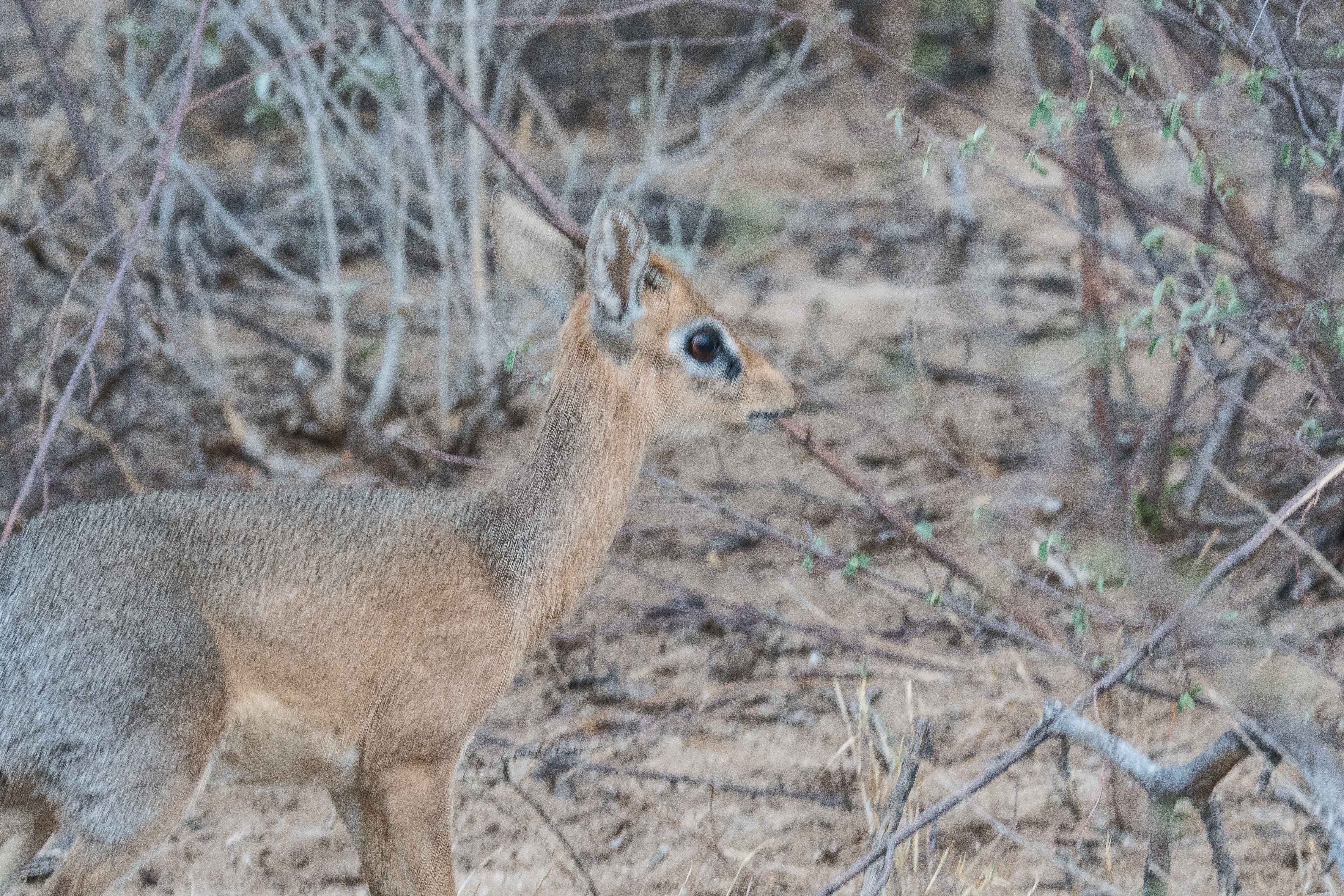 Dik dik de Kirk (Damara dik dik, Madoqua kirkii), mâle  adulte, Onguma Nature Reserve, Eastern Border of Etosha National Park, Namibie.